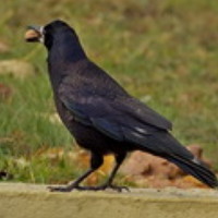 Портрет фотографа (аватар) Григорий Пронев