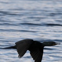 Портрет фотографа (аватар) Lokesh B