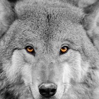 Портрет фотографа (аватар) Yuriy (Yuriy Murzych)