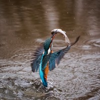 Портрет фотографа (аватар) Pritamsinh Kurade (Pritamsinh Suresh Kurade)