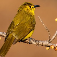 Портрет фотографа (аватар) Sharath BN