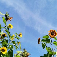 Портрет фотографа (аватар) Эльмира Халматова (Elmira Khalmatova)