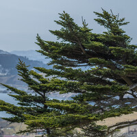 Портрет фотографа (аватар) Лазурченко Анастасия