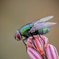 Портрет фотографа (аватар) Raul Granados varas