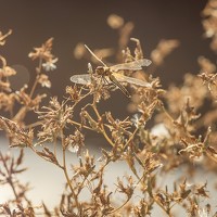 Портрет фотографа (аватар) Рада Корышева (Rada Korysheva)