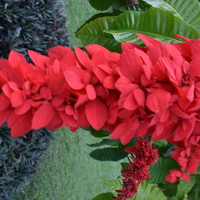 Портрет фотографа (аватар) Marcia Paul-Assing