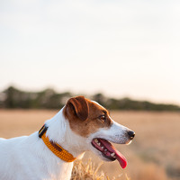 Портрет фотографа (аватар) Марина Колобанова (Kolobanova Maryna)