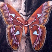 Фотография Daniela Aguirre Torres Портрет фотографа (аватар) Daniela Aguirre Torres