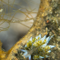 Портрет фотографа (аватар) Beth Gillette (Dr. Beth Gillette)