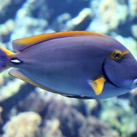 Портрет фотографа (аватар) Anja Kroes, Dutch