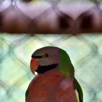 Портрет фотографа (аватар) Htet Ei Wai (ထက်အိဝေ)