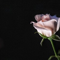 Портрет фотографа (аватар) Наталья Брунилина (Natalia Brunilina)