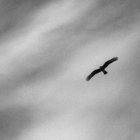 Портрет фотографа (аватар) Diana Flores (Diana Elena Flores Fica)