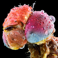 Фотография Zain Mohamed (Mohamed Zain Abdulsalam) Портрет фотографа (аватар) Zain Mohamed (Mohamed Zain Abdulsalam)