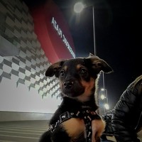 Портрет фотографа (аватар) Nebojša Kovač