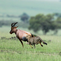 Портрет фотографа (аватар) ANJANA CHHABRA (Anjana Chhabra)