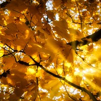 Фотография Hussain aljassim (Hussain mohameed ali aljassim) Портрет фотографа (аватар) Hussain aljassim (Hussain mohameed ali aljassim)