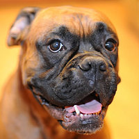 Портрет фотографа (аватар) Alex