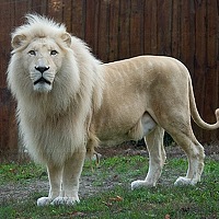 Портрет фотографа (аватар) Thelionsking (TheLionsKing)