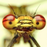 Портрет фотографа (аватар) ZULUS