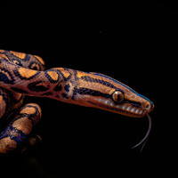 Портрет фотографа (аватар) Heiler Uribe (Heiler Uribe Parra)