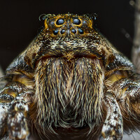 Портрет фотографа (аватар) Beshenyaga Media