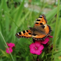 Портрет фотографа (аватар) Екатерина Супраненок