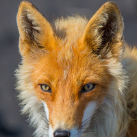 Портрет фотографа (аватар) Paul Felix AEPPLI