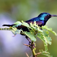 Портрет фотографа (аватар) Soumya Chandan Panda