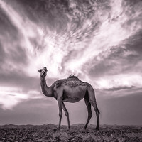 Портрет фотографа (аватар) Samir AlBusaidi (Samir Issa AlBusaidi)