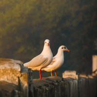 Портрет фотографа (аватар) Divyesh Gajjar