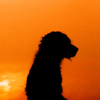 Портрет фотографа (аватар) JORGE ELIECER VERGARA SALAZAR (Jorge Eliecer Vergara Salazar)