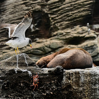 Портрет фотографа (аватар) ARTURO CRISANTO (ARTURO FELIPE CRISANTO AMADOR)