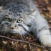 Портрет фотографа (аватар) Илья Лакеев (Ilya Lakeev)