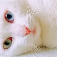 Портрет фотографа (аватар) André Benjamim (André Joaquim Nunes Benjamim)