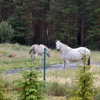 Портрет фотографа (аватар) NIghtdream (Artur Kanicki)