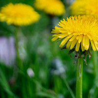 Портрет фотографа (аватар) Patricia Dodd