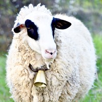 Портрет фотографа (аватар) Velizar Tasev (Velizar Bogdanov Tasev)