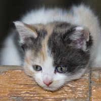 Портрет фотографа (аватар) Чухров Дмитрий (Dmitry Chuhrov)