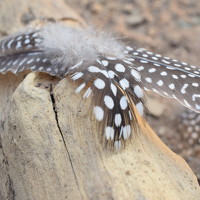 Портрет фотографа (аватар) Keerthi Hepziba (Keerthi Selvaraj)