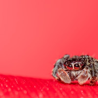 Портрет фотографа (аватар) Wilson Wilson (Wilson Cepeda Benavides)