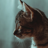 Портрет фотографа (аватар) FILLIPE schoenenkorb ribas