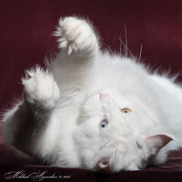 Портрет фотографа (аватар) Mikhail Asarenkov (Asarenkov)