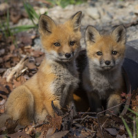 Портрет фотографа (аватар) Larry Kirtley