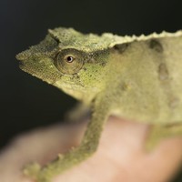 Портрет фотографа (аватар) Aaron Ortega (David)