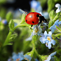 Портрет фотографа (аватар) Ada Mahmudova