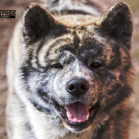 Портрет фотографа (аватар) Дмитрий Алабугин (Dmitry Alabugin)