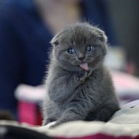 Портрет фотографа (аватар) Инна К. (Inna K)