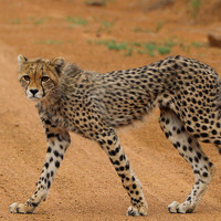 Портрет фотографа (аватар) Moses Maponya (Motopi)