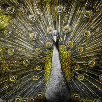 Портрет фотографа (аватар) sara zafarana (Sara Zafs)